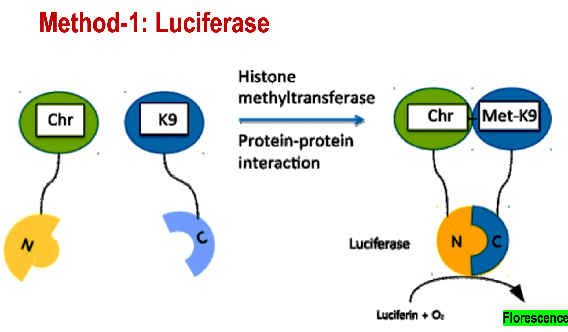 <p>Chromodomain binds to the N terminal of Luciferase. Lysine (K9) binds to the C-terminal of Lucifer's. </p><p>After the histone is methylated by a methyltransferase, the Chr-N will bind  to the Met-K9. This will create a fluorescent signal from luciferase, allowing you to detect the reader complex.</p>