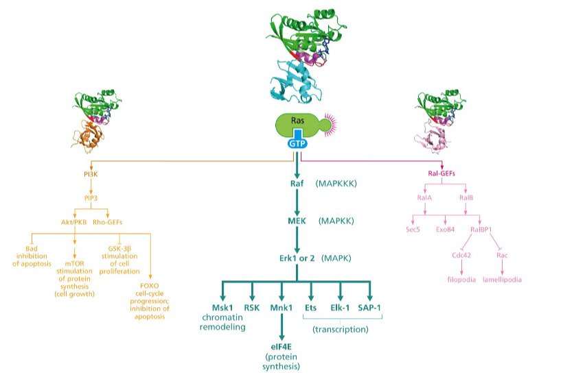 <p>Which pathway is involved mostly in suppression of apoptosis?</p><p></p>