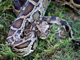 pythons (alethinophidia)

\

1. infrared sensitive sensors between the labial scales but unlike boids, these sensors have distinct pits
2. males also have pelvic spurs