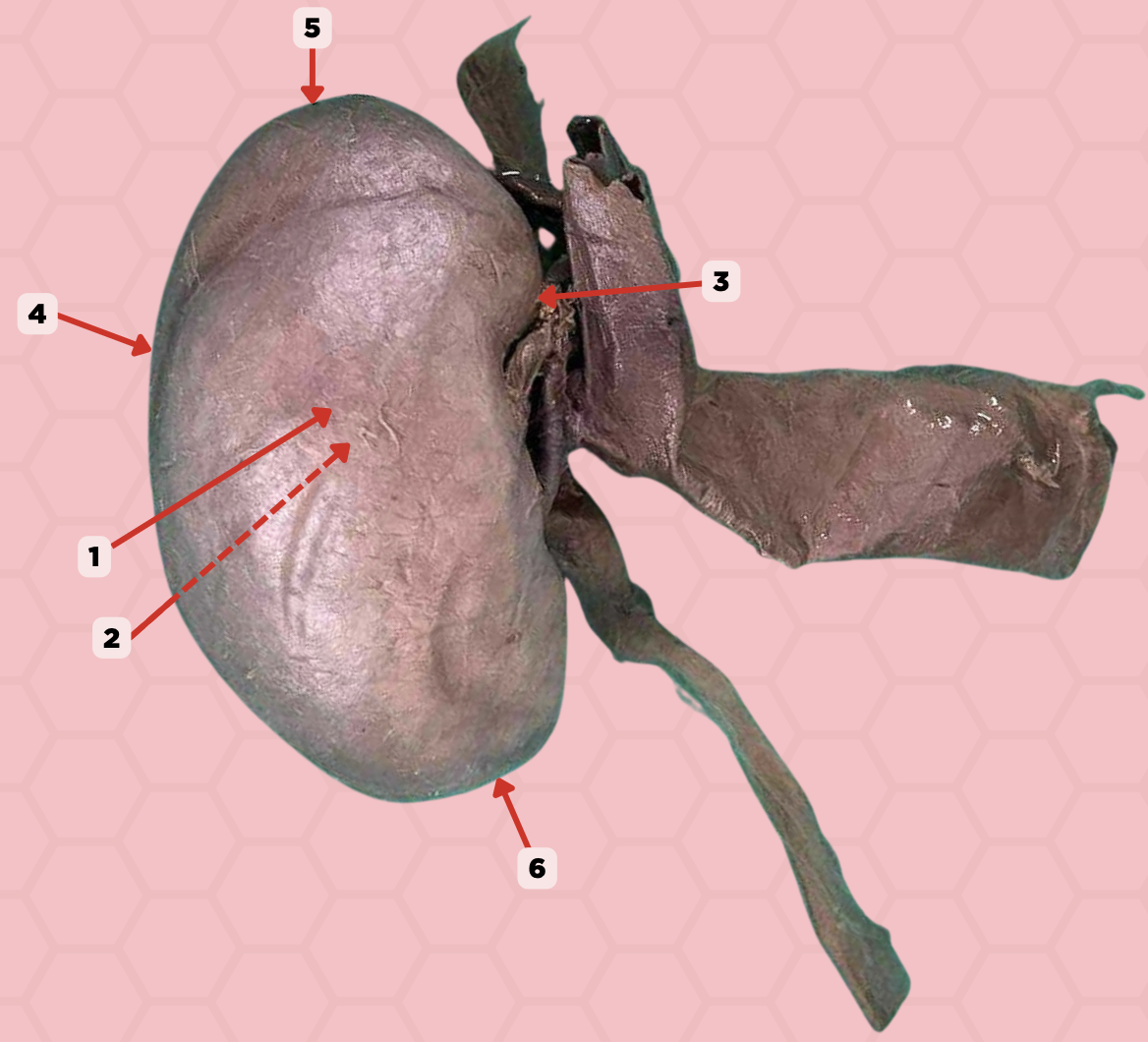 <p>Identify the structure labeled as 4.</p>