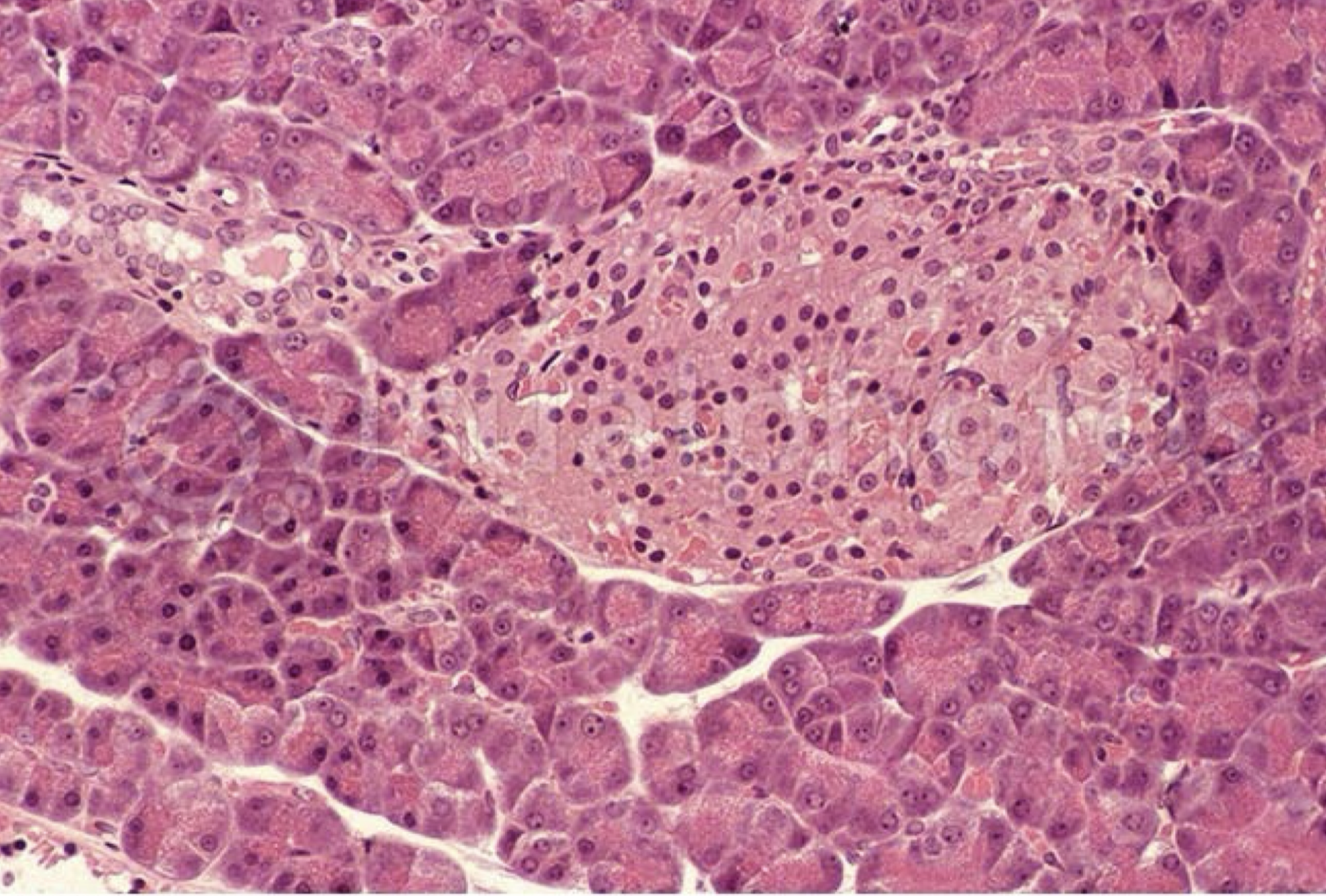 <p>identify the structure</p>