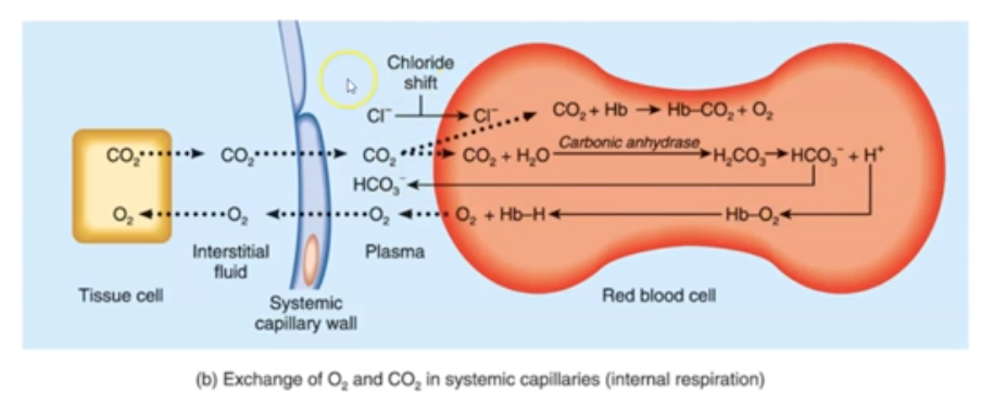 <ul><li><p>Carbonic Acid (H2CO3) dissociates into H+ (Hydrogen ions) &amp; HCO3 (bicarbonate ions)</p></li><li><p>Electrical neutrality is maintained by moving CI- ion into RBC when HCO3 moves out; “chloride shift.”</p></li><li><p>Increases in CO2 decrease the pH of blood (making it more acidic)</p></li><li><p>HCO3 converts back to CO2, and you exhale it</p></li><li><p>Process reverses when blood reaches alveoli</p></li></ul>