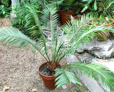 <p>identify the organism</p>