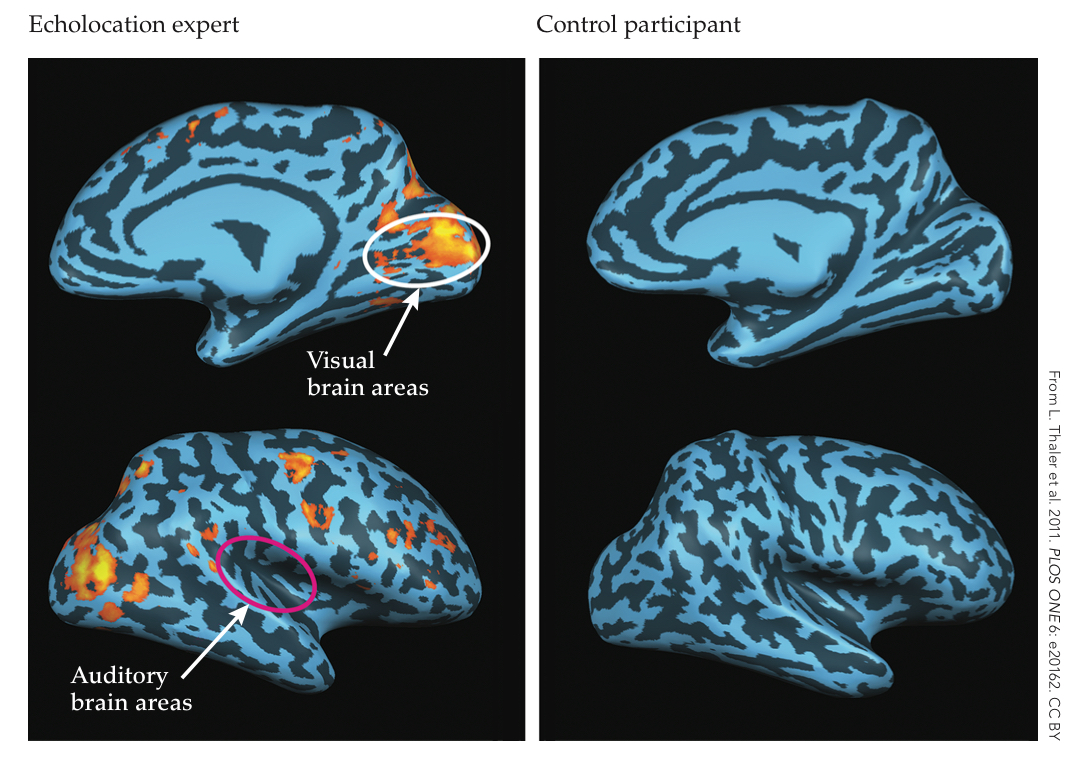 <p>found that visual areas of the brain are still activated when using hearing to identify where stimuli is the environment</p>