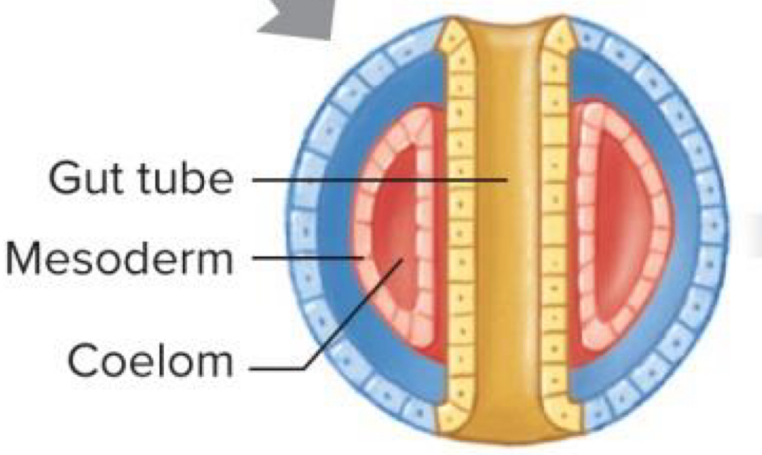 <p>Coelomic cavity forms inside mesoderm</p>