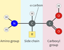 <p>monomers that are used to make proteins</p><p>20 unique ones</p><p>central carbon (alpha carbon) is covalently bonded to carboxyl group (-COOH) amino group (-NH2) hydrogen atom (-H) and a side chain (-R)</p><p>join together through a condensation reaction (when two join, one water molecule is released)</p>