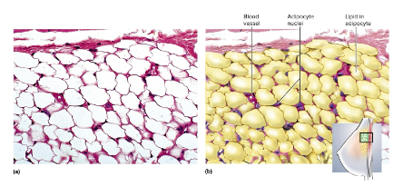<p>Adipose tissue</p>