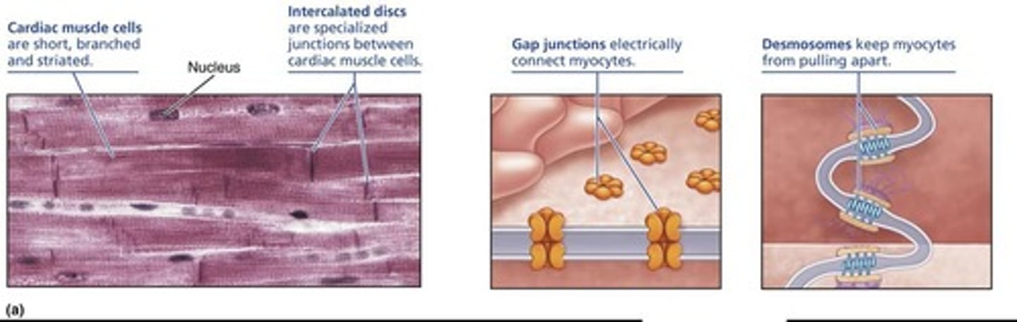 <p>Intercalated discs.</p>
