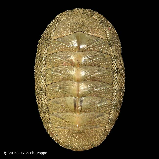 <p>Phylum?Class?<br>Symmetry? Tissue type?<br>Cavity?</p>