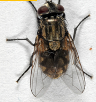 <p>What fly is this?</p>