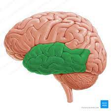 temporal lobe