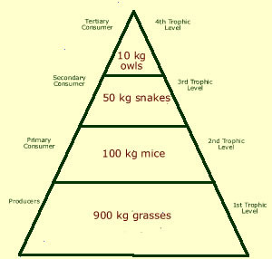 Diagram representing the biomass in each trophic level of an ecosystem