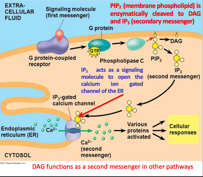 <ol><li><p>adrenaline binds to the receptor</p></li><li><p>G-protein binds to the receptor and is activated by the replacing GDP with GTP</p></li><li><p>activated G-protein activates phospholipase C which cleaves PIP2 to DAG and IP3</p></li><li><p>IP3 binds to a calcium-gated channel which allows Ca2+ stored in the RER into the cytosol</p></li><li><p>one of the functions of Ca2+ is to cause smooth muscle contraction</p></li></ol>