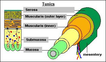 <p>tubular digestive tract</p><p></p>