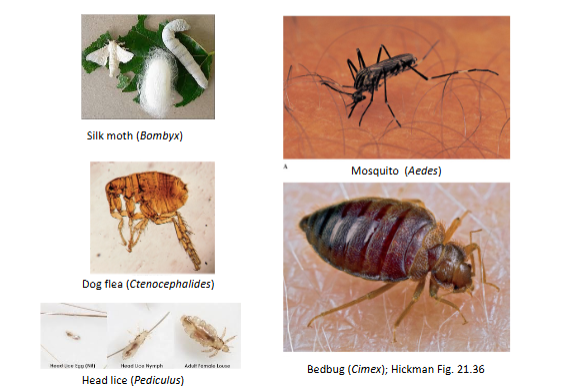 <p>Parasitoid Wasps</p><p>Lice</p><p>Fleas</p><p>Bedbugs</p><p>Mosquitos</p>