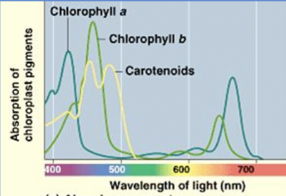 <p>Absorption spectrum</p>