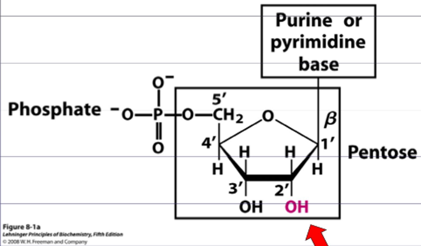 <p>-monomers of RNA</p><p>-sugar is ribose</p><p>-has an -OH group bonded to the 2' carbon</p>