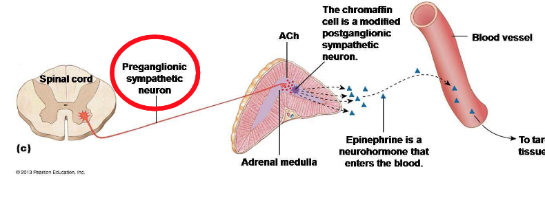 <p>Explain the release of epinephrine from this image.</p>