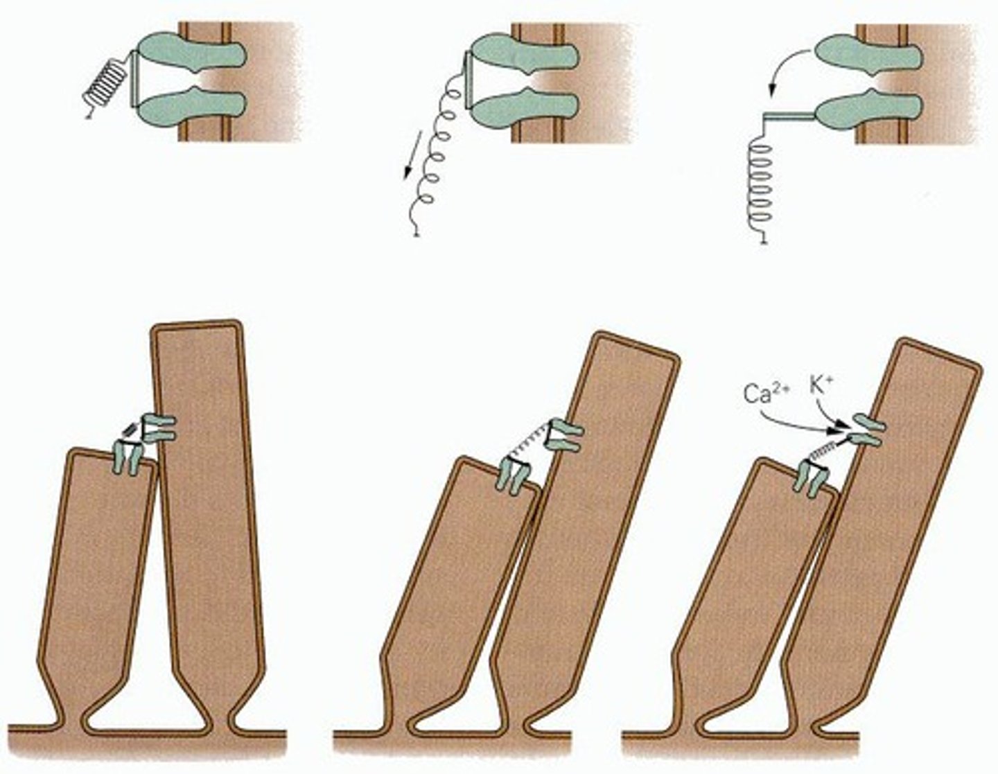 <p>Through mechanotransduction via mechanically gated ion channels</p>