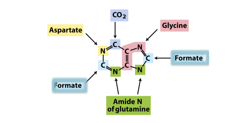 --> Aspartate qui donne 1 N
--> glutamine qui donne 2 N
--> glycine qui donne squelette carboné 
--> CO2 qui donne un C
--> acide folique qui donne C2 et C8
Dans la cas des purines, on a plus besoin d'intermédiaire car le cycle est plus complexe que celui des pyrimidines. 