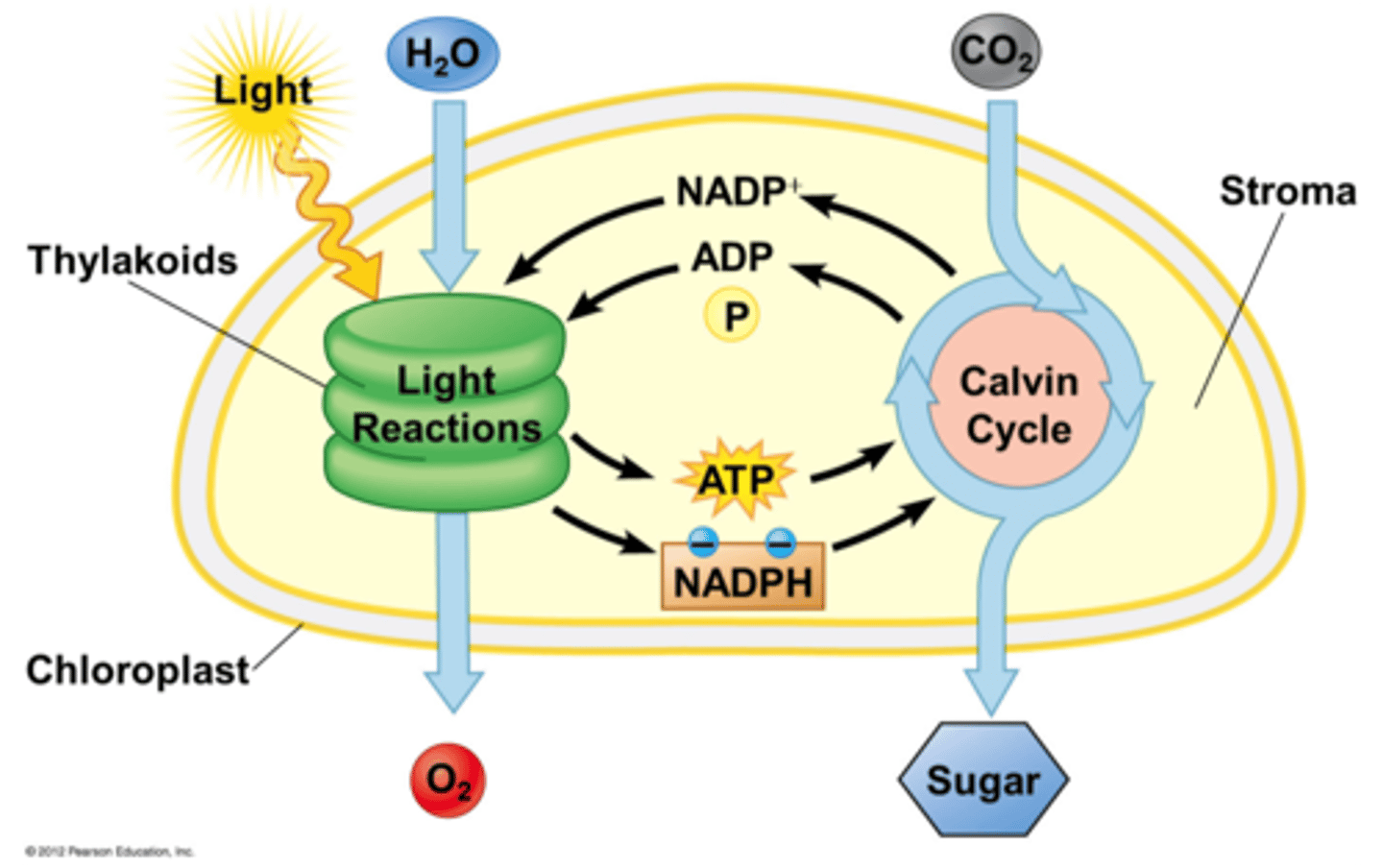 <p>carbon dioxide, NADPH and ATP</p>