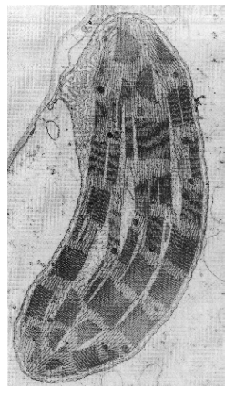 <ul><li><p><u>CHLOROPLASTS</u></p><ul><li><p>performs <u>PHOTOSYNTHESIS</u></p><ul><li><p>All Eukaryotic PHOTOAUTOTROPHS (protists, plants) have CHLOROPLASTS</p><ul><li><p>SUNLIGHT ENERGY → GLUCOSE (chemical energy)</p><ul><li><p>*inoragnic carbon → organic forms</p></li></ul></li></ul></li></ul></li></ul></li></ul><p></p>