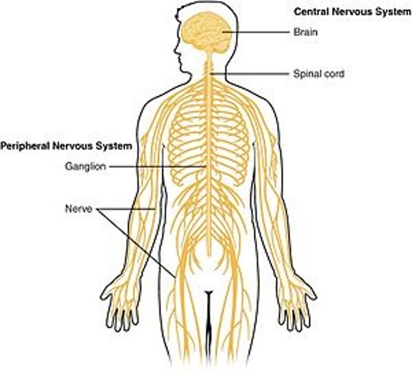 <p>(B) I and II Only</p><p>The peripheral nervous system contains Nerves &amp; Ganglia</p><p>Sulci are the grooves of the brain</p>