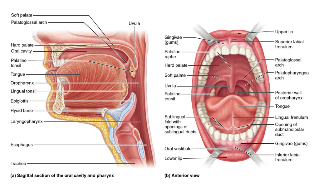 <ul><li><p>lips (labia): composed of fleshy orbicularis oris muscle</p></li><li><p>oral vestibule(a space): recess internal to lips and cheeks, external to teeth and gums</p></li><li><p>Cheeks : composed of buccinator muscles</p></li><li><p>oral cavity proper: lies within teeth and gums</p></li><li><p>lingual frenulum: attaches tongue to the floor of the mouth</p></li><li><p>labial frenulum: median attachments of each lip to gum</p></li><li><p>Hard palate: palatine bones and palatine processes of the maxillae</p><ul><li><p>Slightly corrugated to help create friction against the tongue</p></li></ul></li><li><p>soft palate: fold formed mostly of skeletal muscle</p><ul><li><p>Uvula projects downward from its free edge</p><ul><li><p>Closes off the nasopharynx during swallowing</p></li></ul></li></ul></li><li><p>Tongue</p></li></ul><p></p>