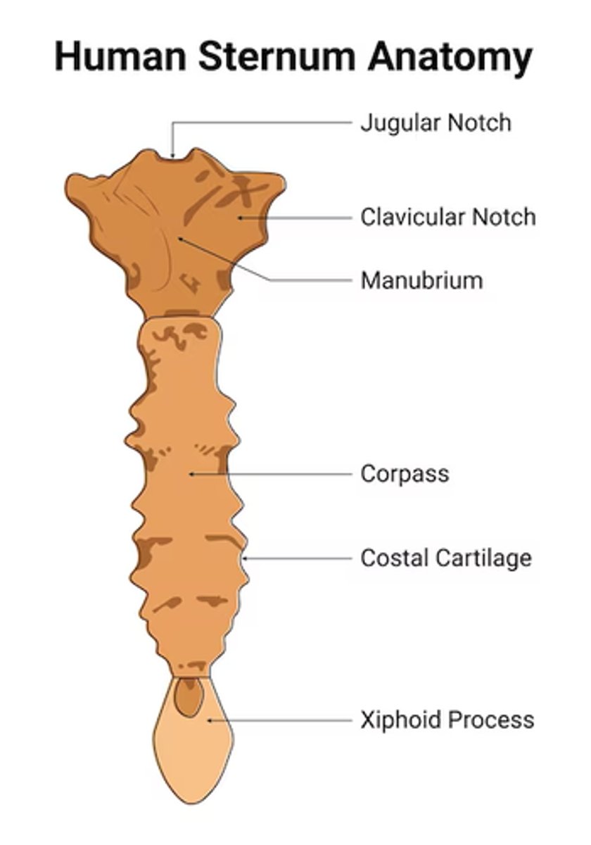 <p>central indentation in superior border of manubrium</p>