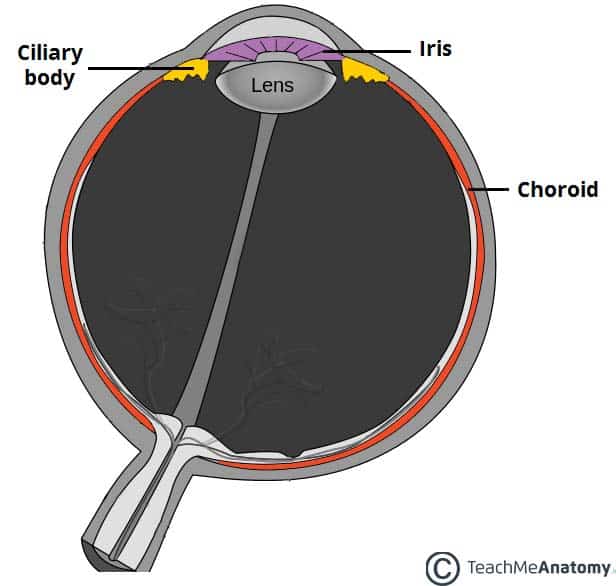 what part of the eye contains blood vessels?