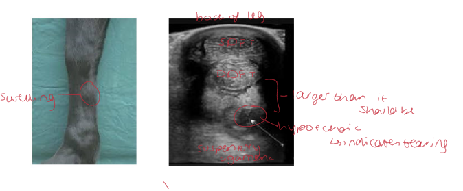 <p>On observation:</p><ul><li><p>swelling may be visible on the limb where theses ligaments are located</p></li></ul><p>Ultrasound: </p><ul><li><p>may appear larger than normal with evident hypoechoic areas which indicate tearing </p></li></ul><p></p>