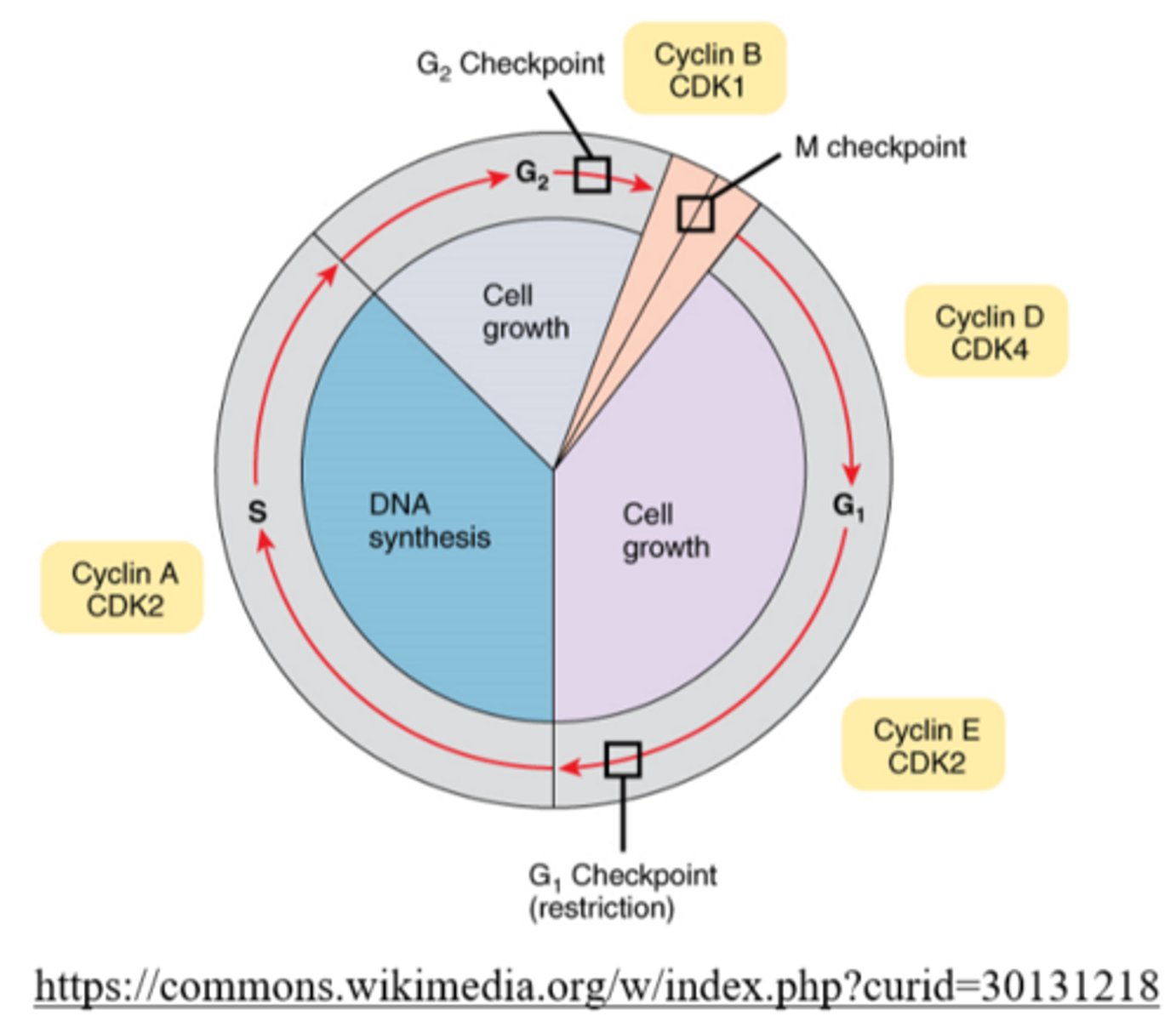 <p>the S phase of interphase</p>