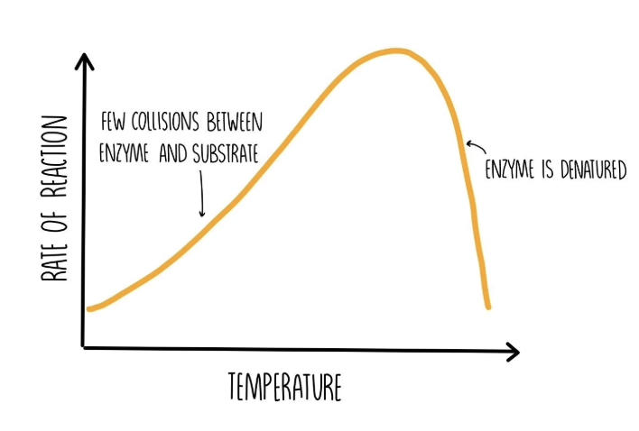 <p>at higher temperatures the enzymes have more kinetic energy, increasing the frequency of successful collisions. the rate of reaction is faster.</p><p></p><p>at very high temperatures the enzymes’ active sites change shape, preventing them from binding to substrate molecules. this is <strong>denaturation</strong>.</p>
