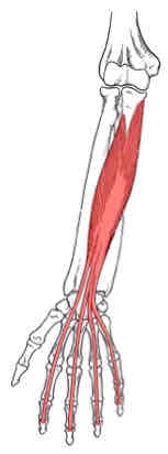 <p>Flexor Digitorum Profundus</p>