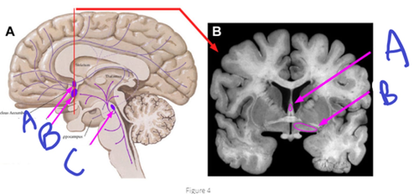 <p>A</p><p>B</p><p>C</p><p>what originates here</p><p>purpose of system</p>