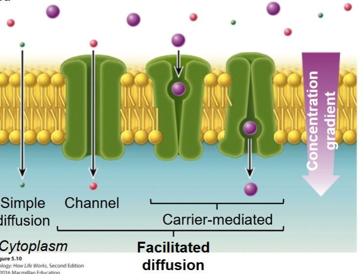 <p>To facilitate the transport of water across cell membranes. (protein channel for water.)</p>