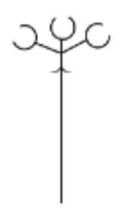 <p>Cymes inflorescence</p>