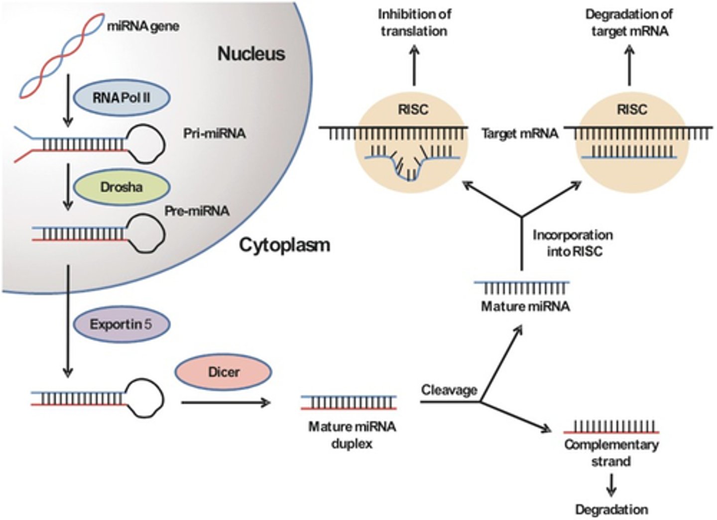 <p>21-24 nucleotide strand will bind to a specific region of the mRNA with perfect complementarity.</p>