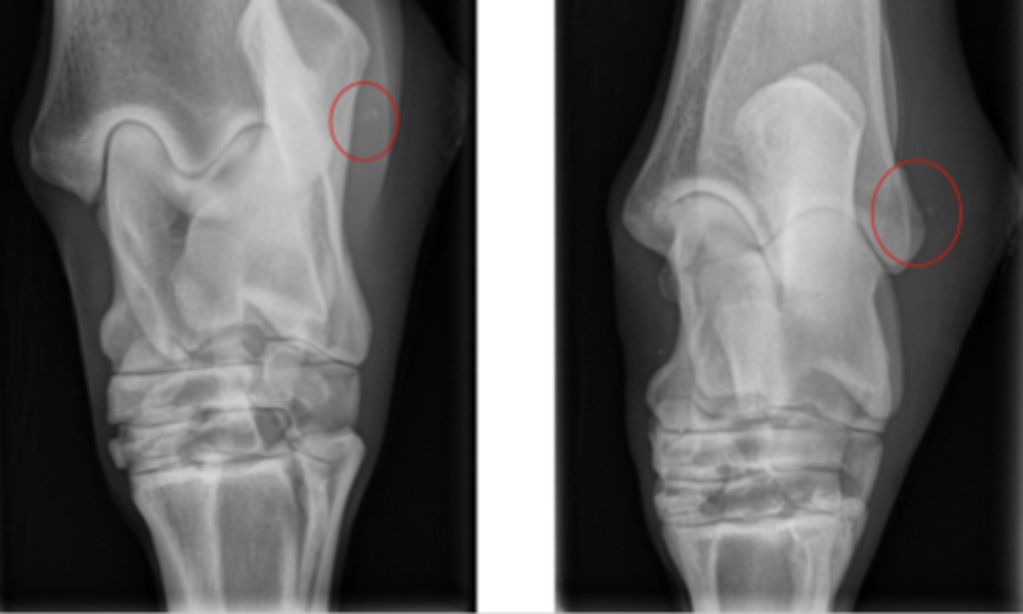 <p>what is this main reason for the chronic non-healing wound</p>