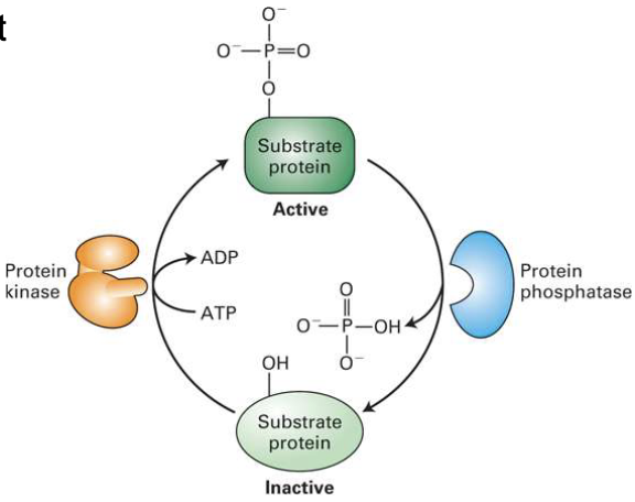 <ul><li><p><strong>Kinases</strong> add phosphate groups (to serine, threonine, or tyrosine)</p><ul><li><p>Can be <strong>cytosolic</strong> or <strong>receptor-associated</strong></p></li></ul></li><li><p><strong>Phosphatases</strong> remove phosphate groups</p></li><li><p>Phosphorylation often enables <strong>protein-protein interactions</strong></p></li><li><p>Human genome: ~600 kinases, ~100 phosphatases</p></li></ul><p></p>