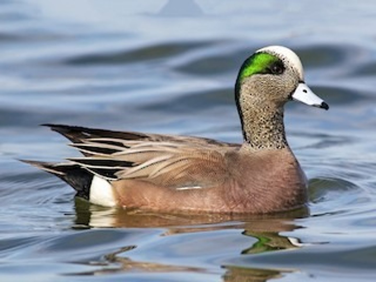 <ul><li><p><span style="background-color: transparent;">white strip over head, with green eye paint, bald look, omnivores, but ALMOST HERBIVORES</span></p></li></ul><p></p>