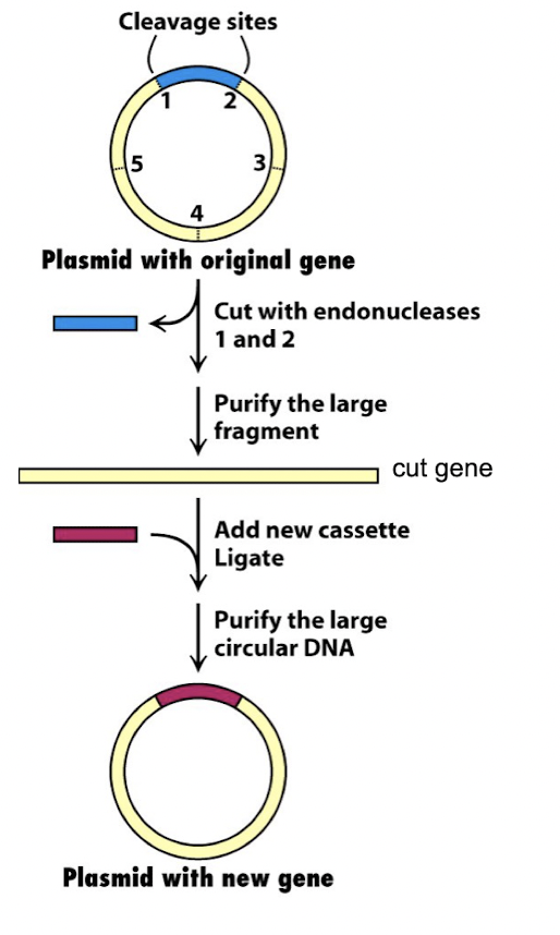 
1. plasmid is cut with 2 different restriction enzymes
2. gene is amplified by PCR from genomic DNA
3. primers contain same restriction sites as used to cut plasmid
4. gene is cut to give sticky ends that are complementary to plasmid
5. cut gene is ligated to plasmid by DNA ligase
6. plasmid with cloned gene is added to E.coli in presence of antibiotic