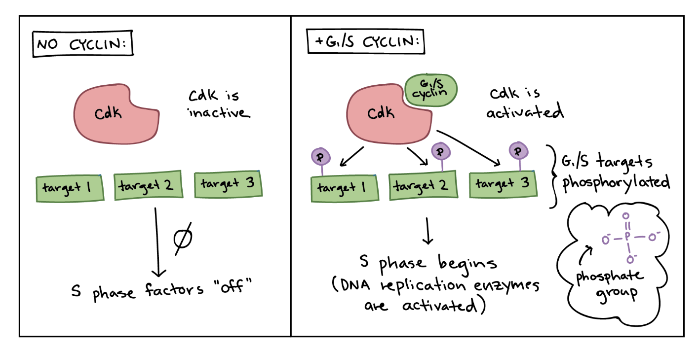 <p>Cyclin-dependent kinases (Cdk)</p>