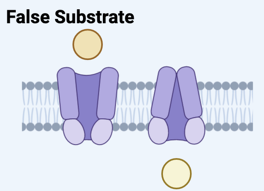 <ul><li><p>False substrates leads to an abnormal compound accumulating</p></li></ul><p></p>