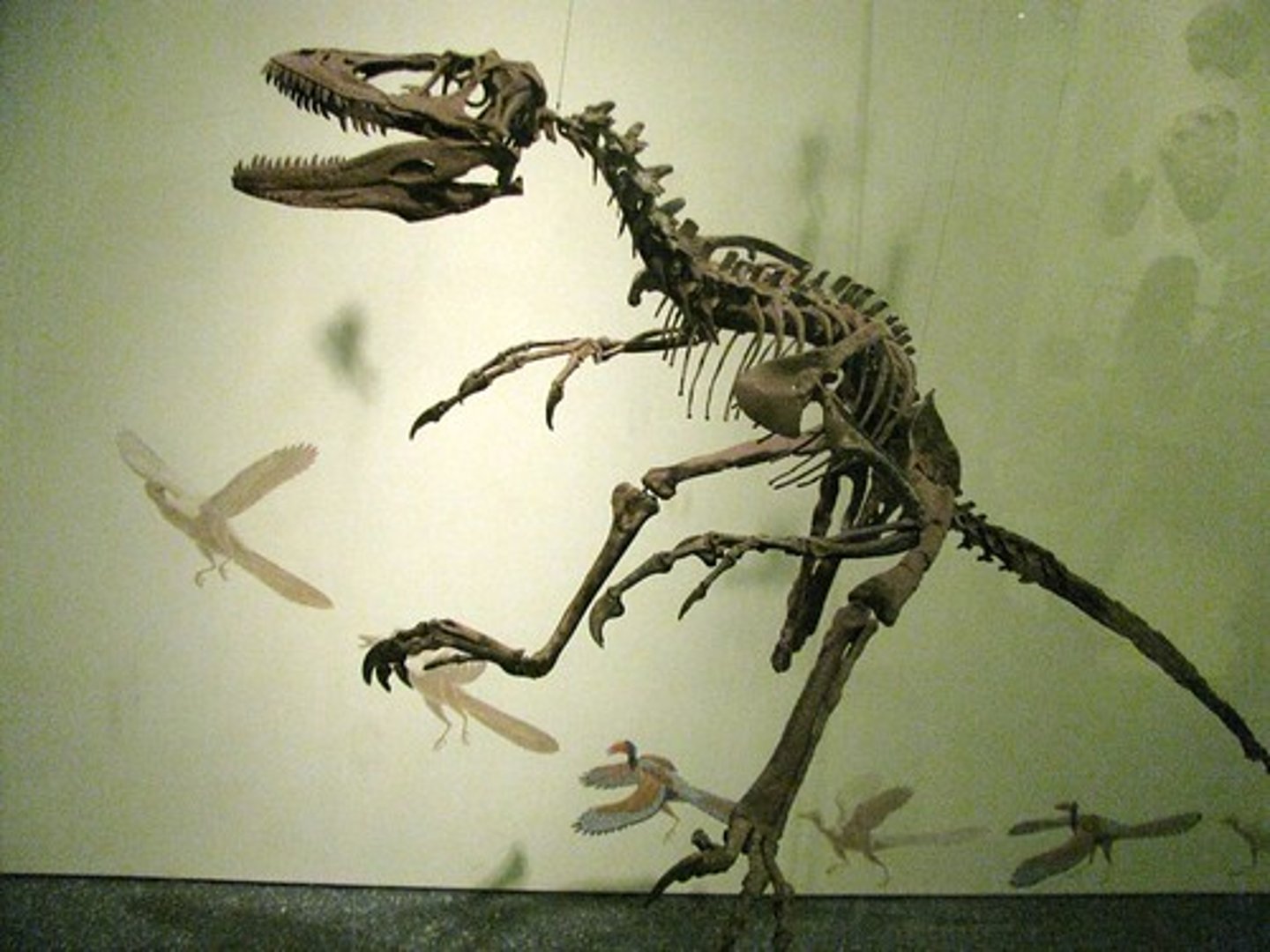 <p>a genus of carnivorous dromaeosaurid coelurosaurian dinosaurs</p>