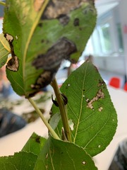 Populus