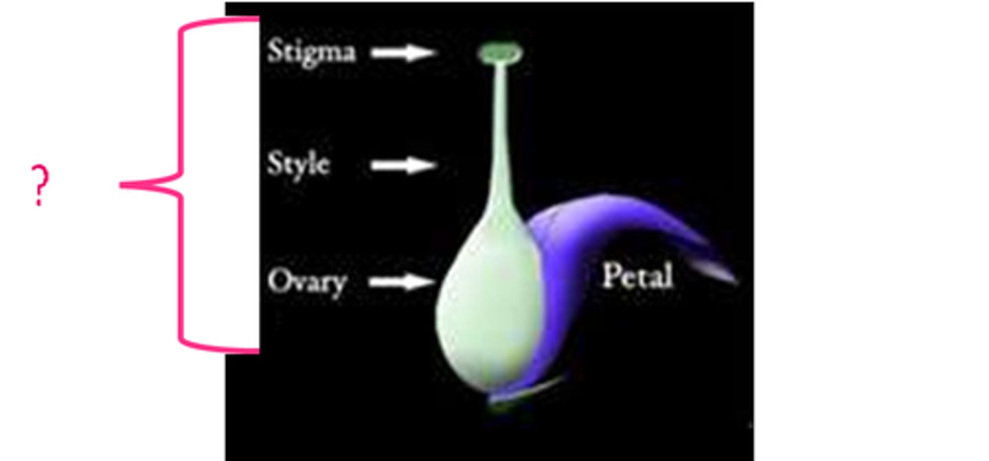 <p>carpel (gynoecium or pistil); includes stigma, style, ovary</p>
