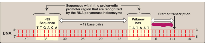 <p>Label this section of the prokaryotic promoter region.</p>