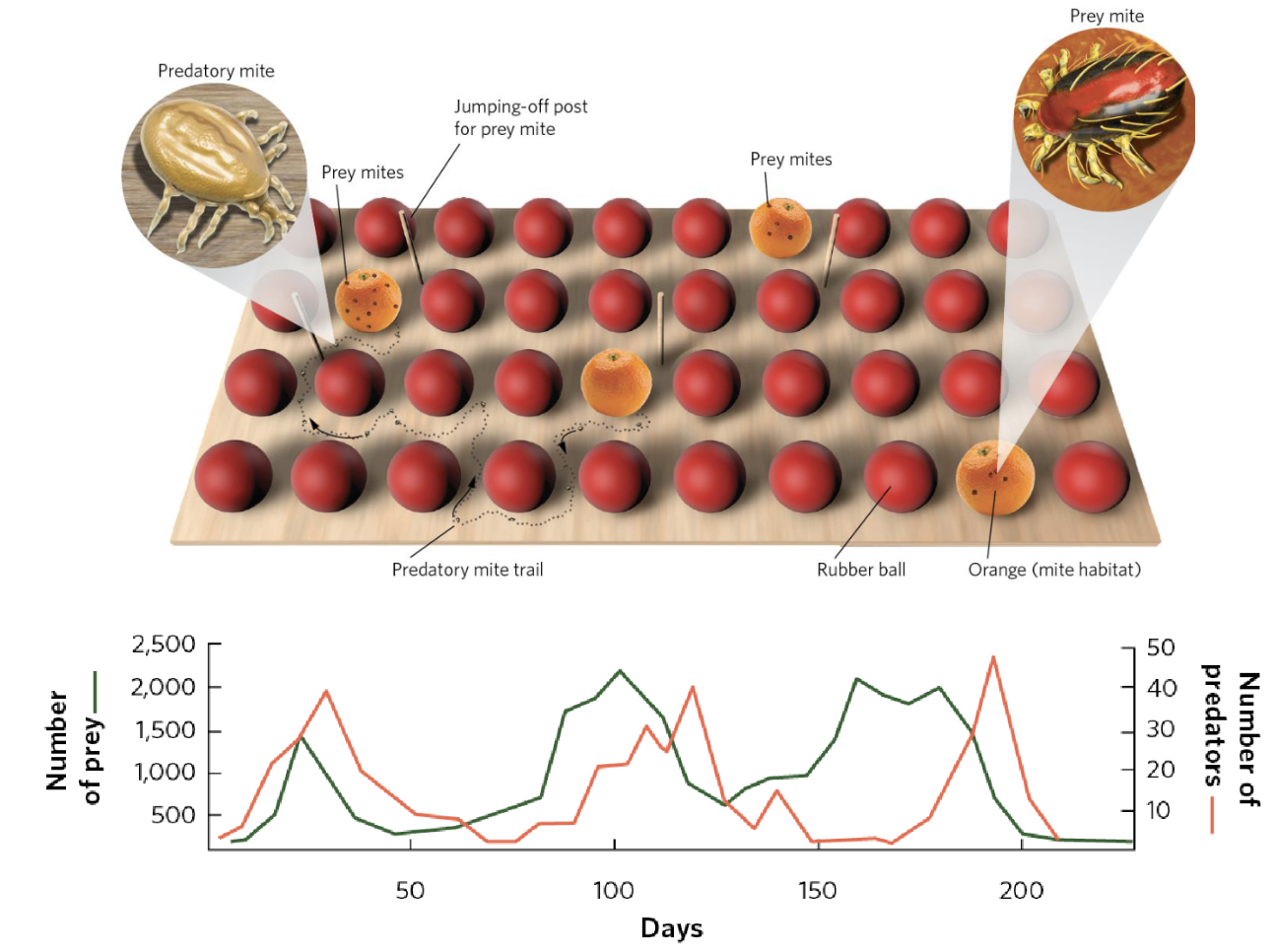 <p><span><span>Initial set up:</span></span></p><ul><li><p><span style="background-color: transparent;"><span>Established populations of predator and prey mites on large trays that contained oranges and rubber balls</span></span></p></li><li><p><span style="background-color: transparent;"><span>Varied the distribution on each tray</span></span></p></li></ul><p><span><span>With this set up:</span></span></p><ul><li><p><span style="background-color: transparent;"><span>Without predators, prey population rapidly increased and leveled off</span></span></p></li><li><p><span style="background-color: transparent;"><span>With predators, predator population rapidly increased and wiped out prey population, then predators went extinct without prey</span></span></p></li></ul><p><span><span>Modified set up:</span></span></p><ul><li><p><span style="background-color: transparent;"><span>Vaseline- barrier to slow dispersal of walking predators</span></span></p></li><li><p><span style="background-color: transparent;"><span>Vertical pegs- jumping- off points for prey to parachute off of prey and allowed prey to escape predators and find new orange to colonize&nbsp;</span></span></p></li></ul><p><span><span>With modified set up:</span></span></p><ul><li><p><span style="background-color: transparent;"><span>Produced a series of 3 population cycles</span></span></p></li><li><p><span style="background-color: transparent;"><span>Distribution of predators and prey throughout tray continually shifted over time</span></span></p></li><li><p><span style="background-color: transparent;"><span>Created a metapopulation</span></span></p></li></ul><p></p>