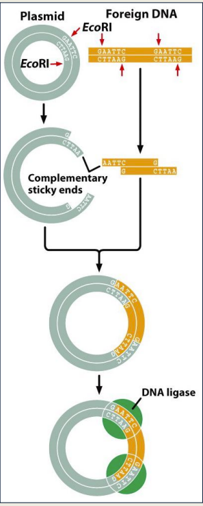 Makes lots of the sequence 
Plasmid Cloning 
- Both DNA you want to 'clone' and the plasmid are cut with the same 'sticky-end' restriction enzyme 
- Mix ‘cut’ sample DNA and the
‘cut’ plasmid together with DNA
ligase
- Once target sequence is in plasmid,
plasmid is introduced to bacteria
through transformation